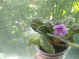 Красивейшие фиалки с необычной историей - IMG_20170805_184704.jpg