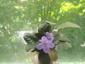 Красивейшие фиалки с необычной историей - IMG_20170805_184722.jpg