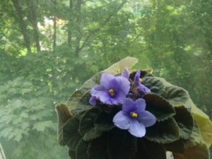 Красивейшие фиалки с необычной историей - IMG_20170807_092040.jpg