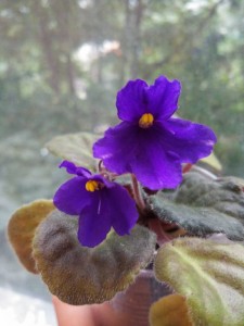 Красивейшие фиалки с необычной историей - IMG_20170827_191325.jpg