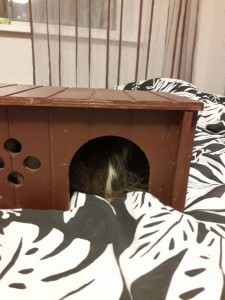 Поросёнок Фунтик - 20171204_183021.jpg