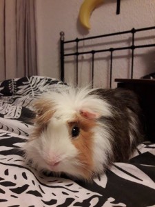 Поросёнок Фунтик - 20171204_183054.jpg