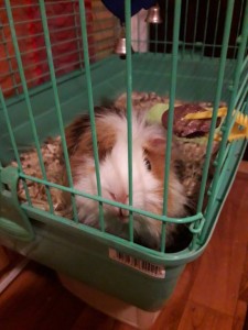 Поросёнок Фунтик - 20171204_183244.jpg