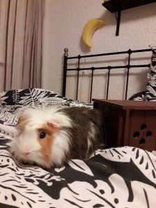 Поросёнок Фунтик - 20171204_183046.jpg