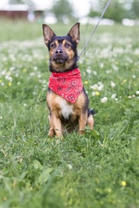 Собака - компаньон в добрые руки  - 0tvOo5c5s7Q (1).jpg