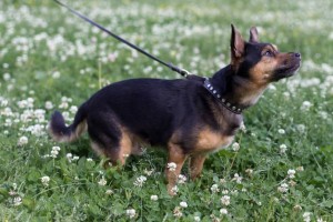 Собака - компаньон в добрые руки  - FBwjThKm3fQ.jpg