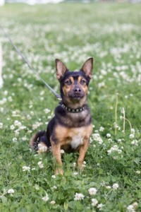 Собака - компаньон в добрые руки  - o_N-ZibDZhc (1).jpg