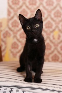 Обаятельный котенок Честер 3мес. в добрые руки - IMG_0892-900.jpg