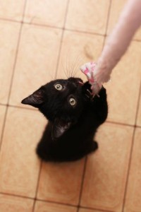 Обаятельный котенок Честер 3мес. в добрые руки - IMG_0795-900.jpg