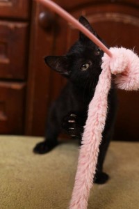 Обаятельный котенок Честер 3мес. в добрые руки - IMG_0807-900.jpg