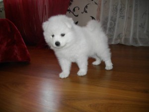 отдам в хорошие руки щенок самоед - 11672.jpg