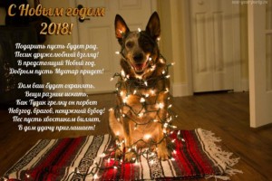 Всех с наступающим Новым 2018 Годом  - novogodnie-sobaki-i13-1-1024x682-640x426.jpg