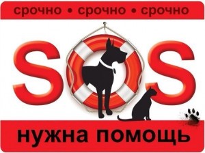 Умирают от голода животные Нужен корм  - сос.jpg