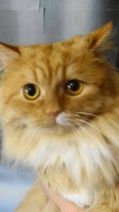 Срочно отдам золотистого кота в добрые руки - DSC09239.JPG