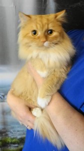 Срочно отдам золотистого кота - DSC09237.JPG