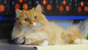 Срочно отдам золотистого кота - DSC09245.JPG