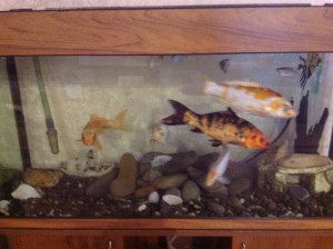 Отдам карпов кои 5 шт. - image.jpg