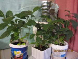 Гардения,Денежное дерево - 2018-01-26 07-46-04.JPG