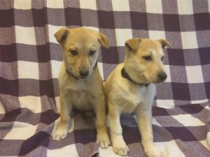 Два щенка разнополые в добрые руки - IMG_20180202_094814.jpg