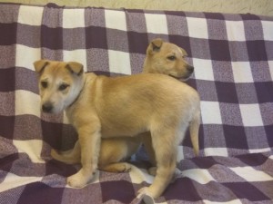 Два щенка разнополые в добрые руки - IMG_20180202_094922.jpg