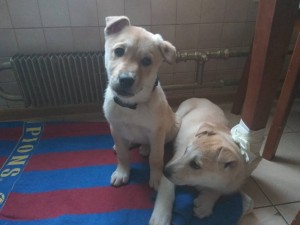 Два щенка разнополые в добрые руки - IMG_20180202_094451.jpg