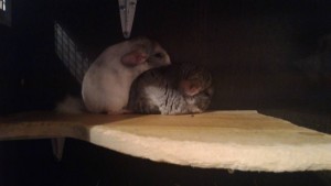 Приму шиншиллу мальчика в дар - P_20161225_165213.jpg