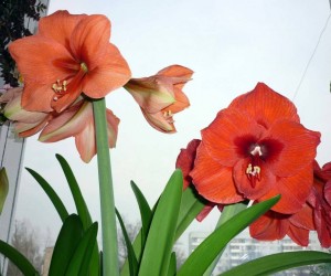 Отдам гиппеаструмы - гиппеаструм.jpg