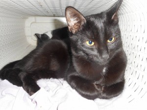 котята даром - DSCN7034.JPG