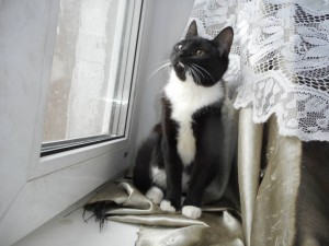 котята даром - DSCN7250.JPG