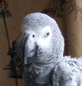 Возьму большого попугая в любом состоянии - DSC_0099.JPG