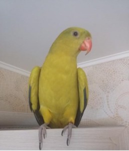 Отдам за даром  - гоня2.jpg