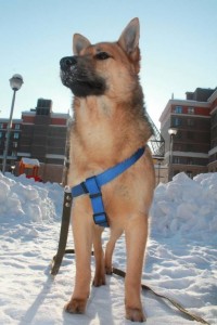 Молодой красивый пес ищет дом - IMG_7400.JPG