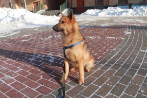 Молодой красивый пес ищет дом - IMG_7401.JPG