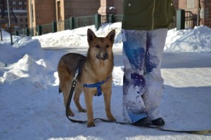 Молодой красивый пес ищет дом - IMG_7402.JPG