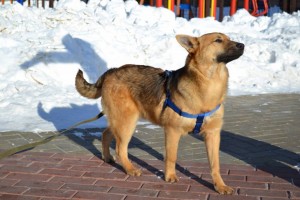 Молодой красивый пес ищет дом - IMG_7403.JPG