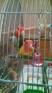 неразлучники - KsG9BasHN5Y.jpg