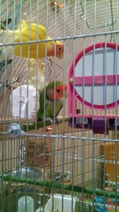 неразлучники - MgBnYLFl7v0.jpg