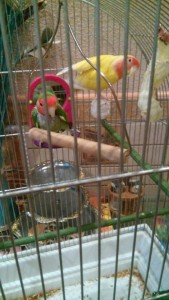 неразлучники - RzX51-TsRrs.jpg