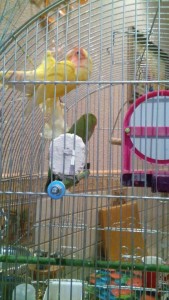 неразлучники - Weo_h9K6hxI.jpg