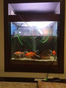 Отдам бесплатно рыб 6 шт  - photo_2018-04-07_07-06-09.jpg