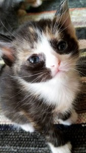 Дорогие, добрые, друзья эти ребятки ждут вас - WhatsApp Image 2018-04-07 at 09.47.31(4).jpeg