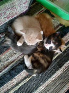 Дорогие, добрые, друзья эти ребятки ждут вас - WhatsApp Image 2018-04-07 at 09.47.31.jpeg