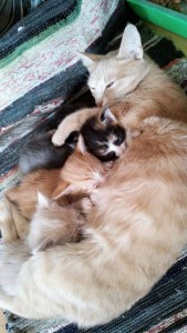 Дорогие, добрые, друзья эти ребятки ждут вас - WhatsApp Image 2018-04-07 at 09.47.33(3).jpeg