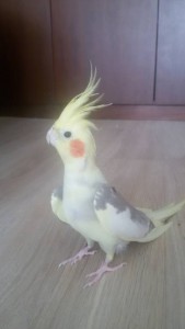 Приму в дар самку Кореллы - IMG-57bcec7d918ce68ec37895044b554a7c-V.jpg