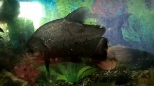 Отдам в хорошие руки, аквариумисту 2-ух рыб Паку - WP_20180421_12_33_19_Pro.jpg