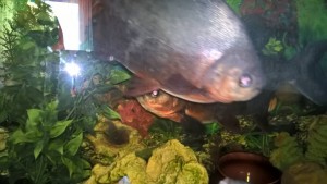 Рыбы активные. Фото не получается.