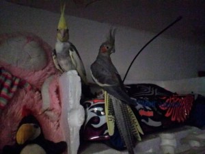 Тим (см. комментарий к фото выше) и Пусинка, купленные по символической цене, Замечательные няни, сидят на любом приемном яйце, любых птиц, очень заботливые....далеко не все виды и члены нашей семьи.