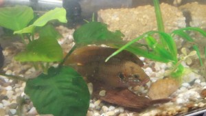 отдам пару цихлид с потомством - 20180425_122616.jpg