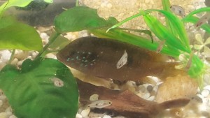 отдам пару цихлид с потомством - 20180425_125656.jpg