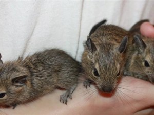 Чилийская белка